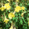 A. chrysantha