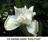 Iris barbata media "Early Frost"