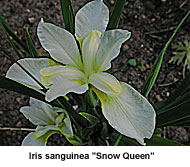 Iris sanguinea "Snow Queen"