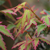 Acer palmatum,Butterfly