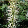 Aesculus parviflora,