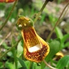 Calceolaria fothergillii,Walter Shrimpton