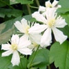 Clematis fargesoides,Paul Farges