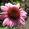 Echinacea purpurea,