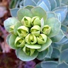 Euphorbia myrsinites,