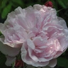Fantin Latour,Rosa centifolia