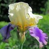 Iris barbata,Ballyhoo