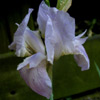 Iris barbata media,Lavender Doll