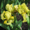 Iris barbata nana,Baria