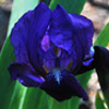 Iris barbata nana,Cyanea