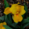Iris barbata nana,Orange Carper