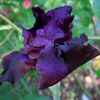 Iris barbata,Superstition