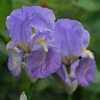 Iris pallida,Argentea Variegata