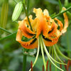 Lilium rosthornii,