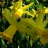 Narcissus jonquilla,Quail