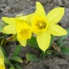 Narcissus minor,