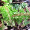 Polystichum setiferum,Plumosum Densum