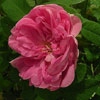 Sophie de Marsilly,Rosa centifolia muscosa
