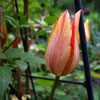 Tulipa mauritiana,
