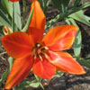 Tulipa maximowiczii,