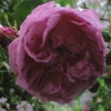 Unbekannte Kiesling Osnabrück,Rosa gallica