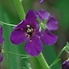 Verbascum phoeniceum,Violetta